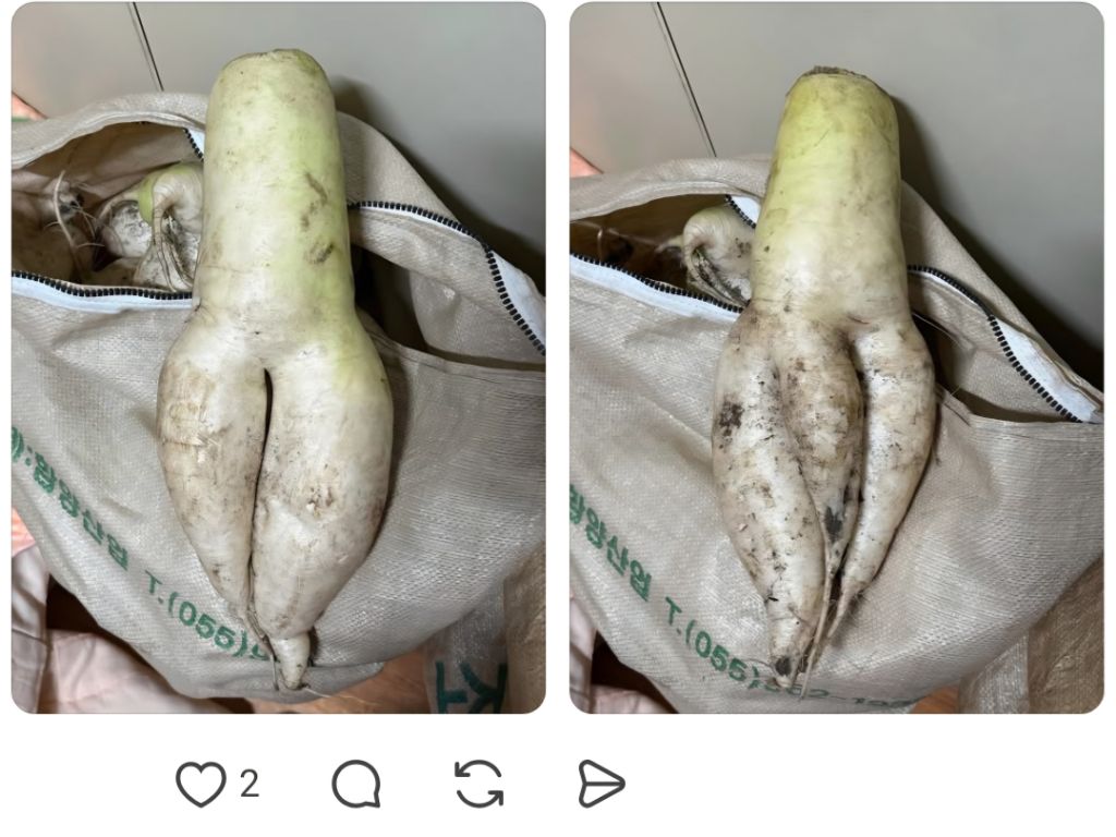 농사를 지었는데 험한 것이 나왔다 | 인스티즈