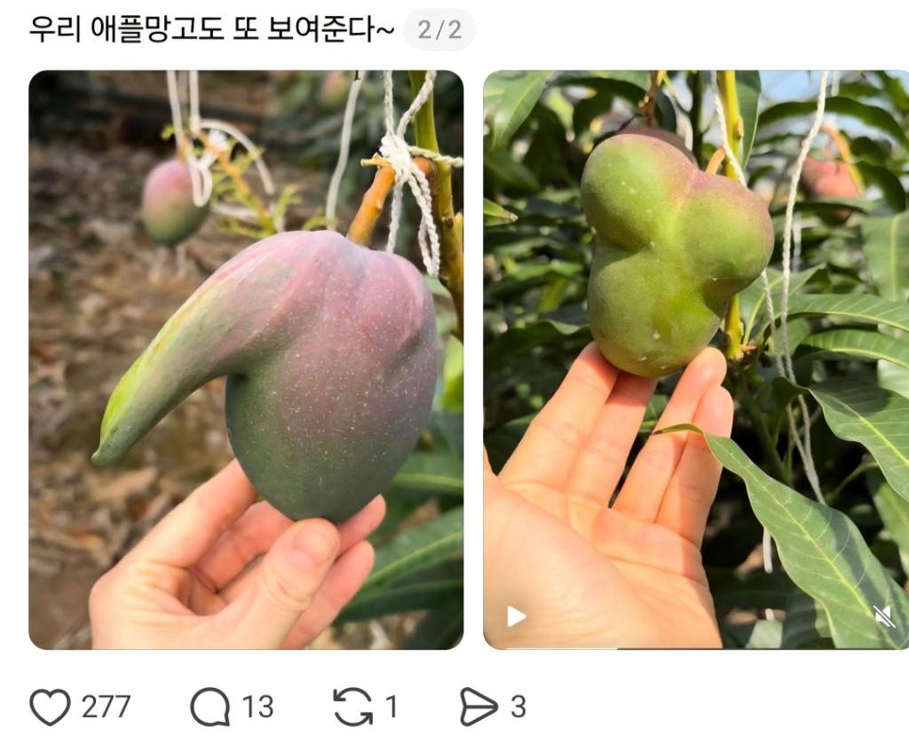 농사를 지었는데 험한 것이 나왔다 | 인스티즈