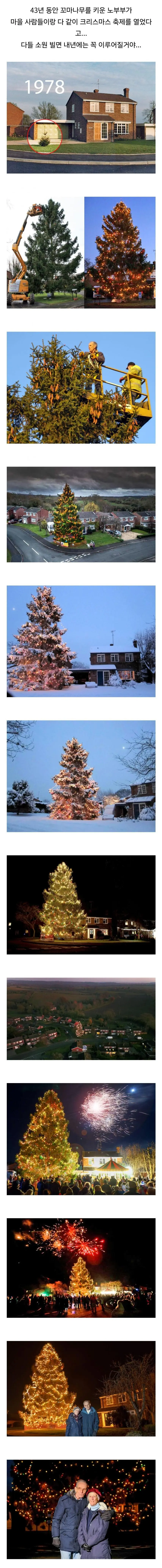 43년 동안 키운 크리스마스 트리.jpg | 인스티즈