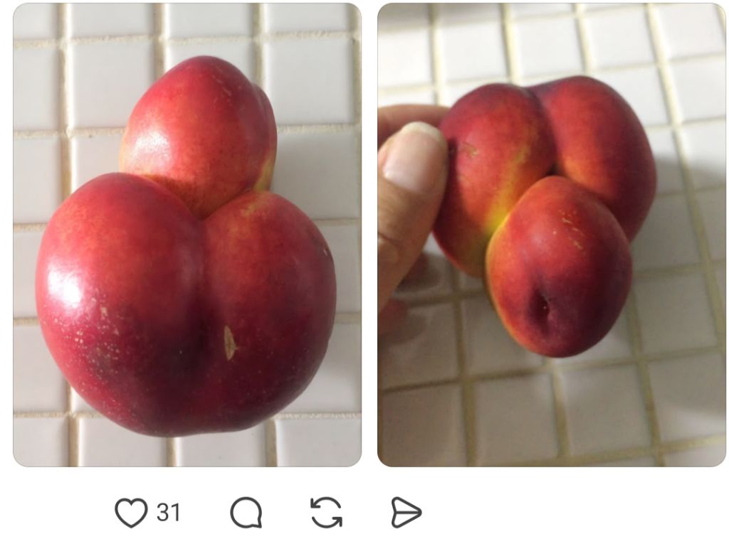 농사를 지었는데 험한 것이 나왔다 | 인스티즈