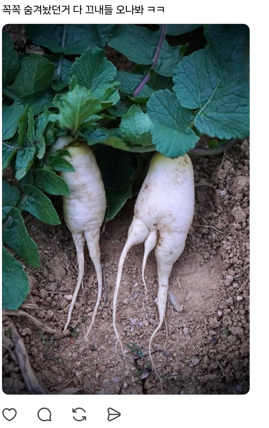 농사를 지었는데 험한 것이 나왔다 | 인스티즈