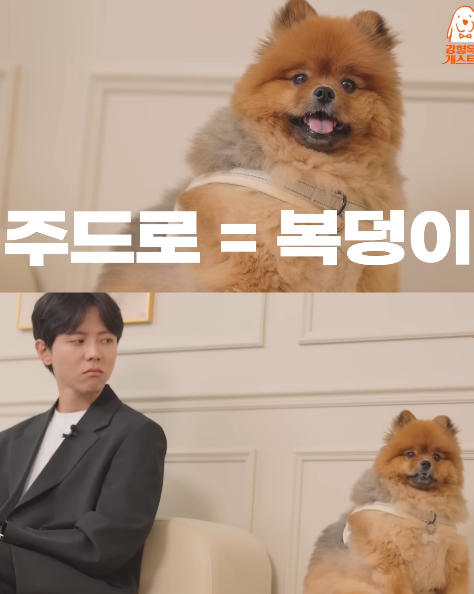 포메라고 해서 데려온 주우재네 댕댕이.jpg | 인스티즈