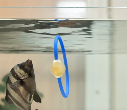 돌돔도 애완동물입니다 | 인스티즈