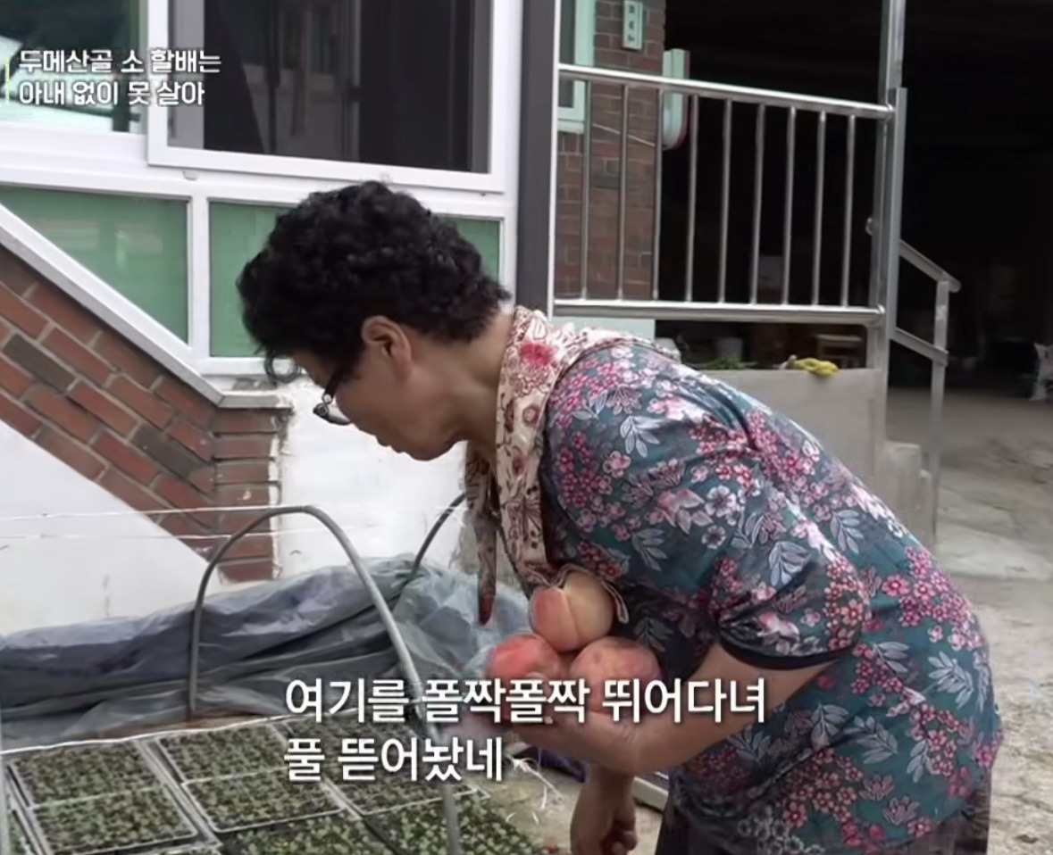 모종 밟고 다니는 고양이 가둬야겠다는 할머니 | 인스티즈