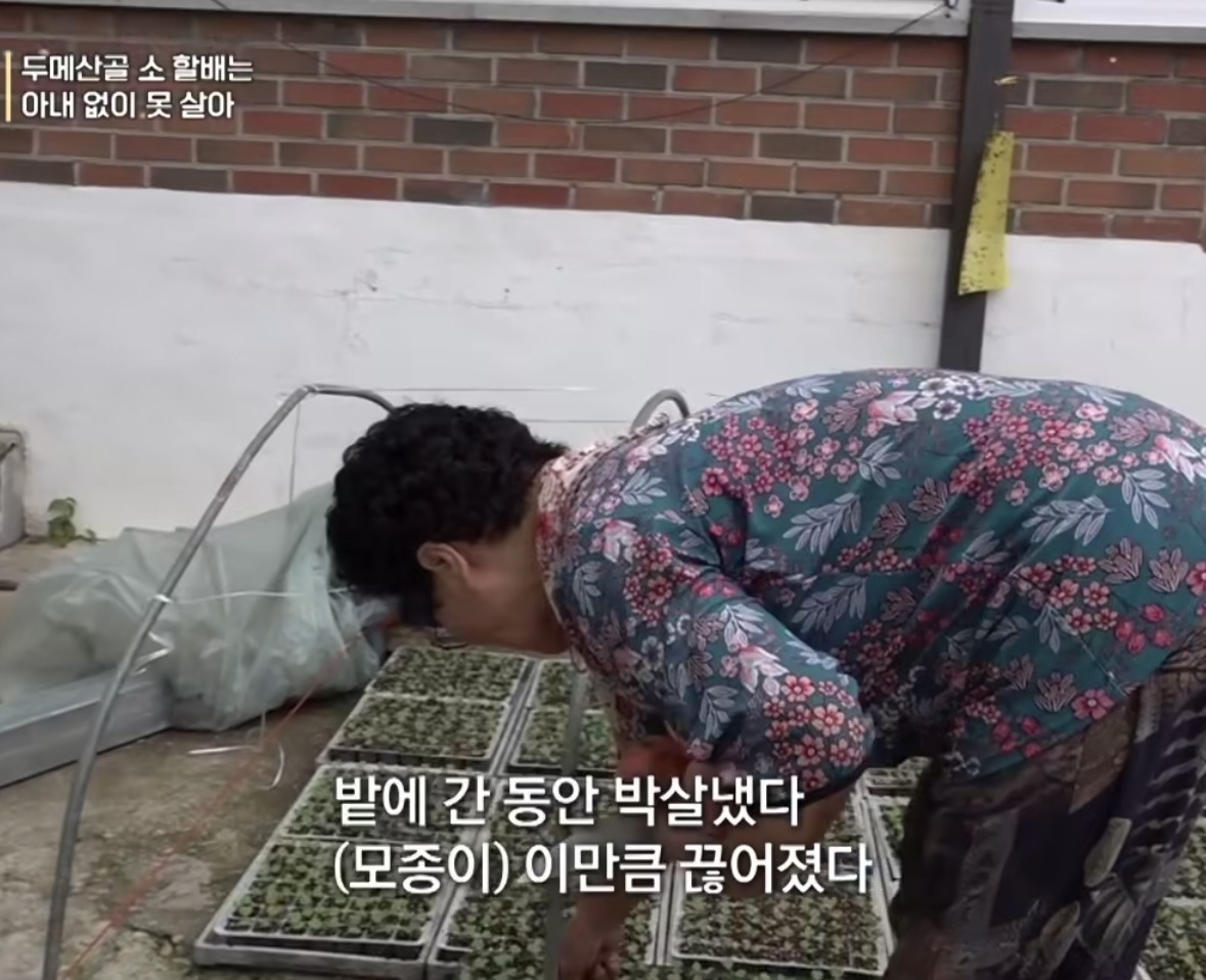 모종 밟고 다니는 고양이 가둬야겠다는 할머니 | 인스티즈