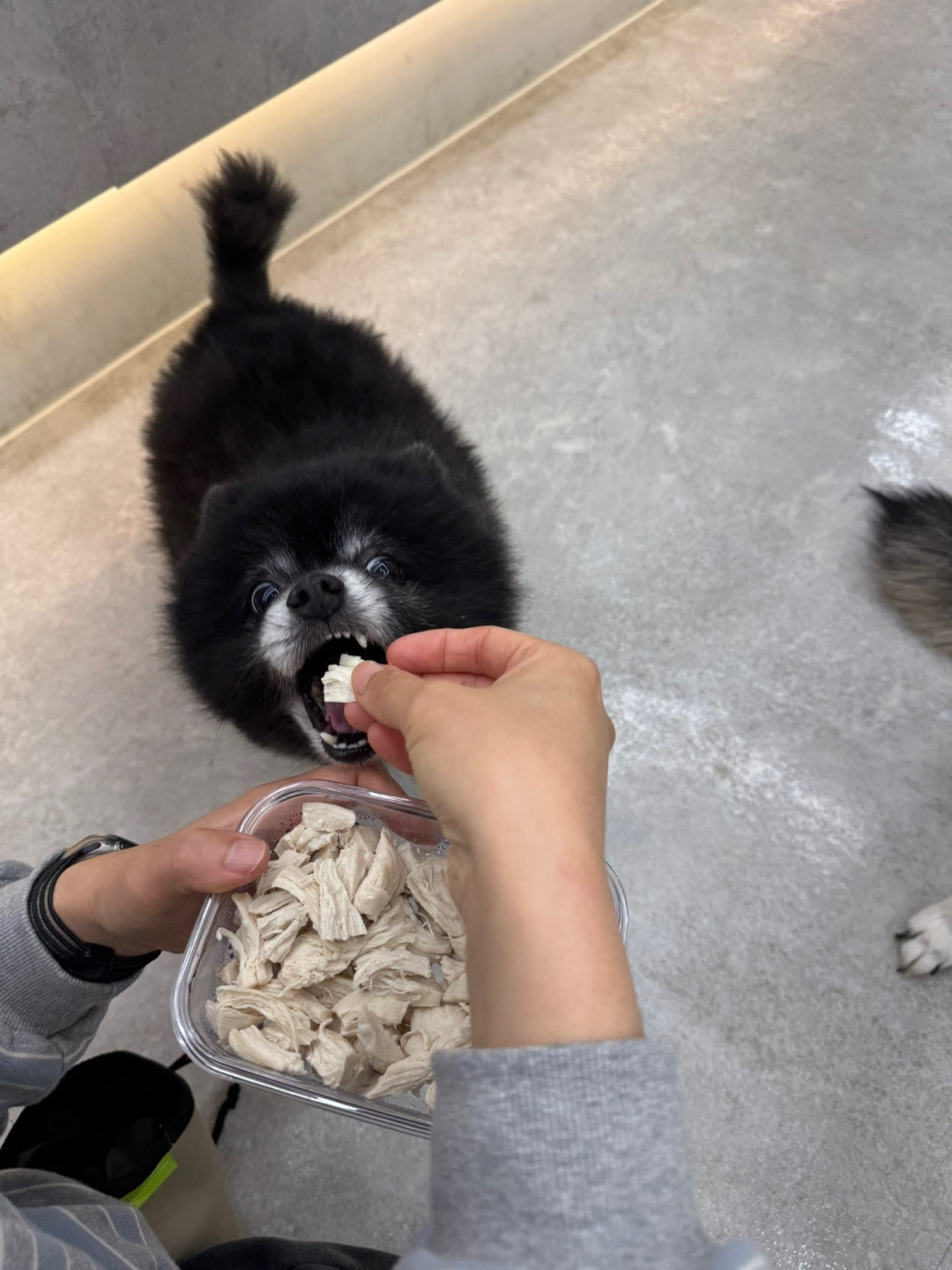 우리 강아지 유치원에서 간식 먹는 사진 왔는데 | 인스티즈