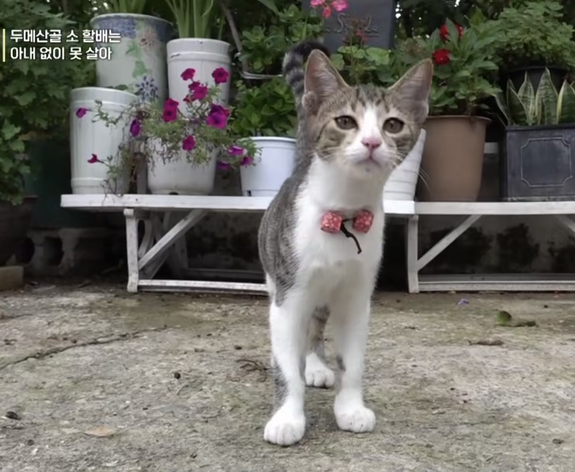 모종 밟고 다니는 고양이 가둬야겠다는 할머니 | 인스티즈