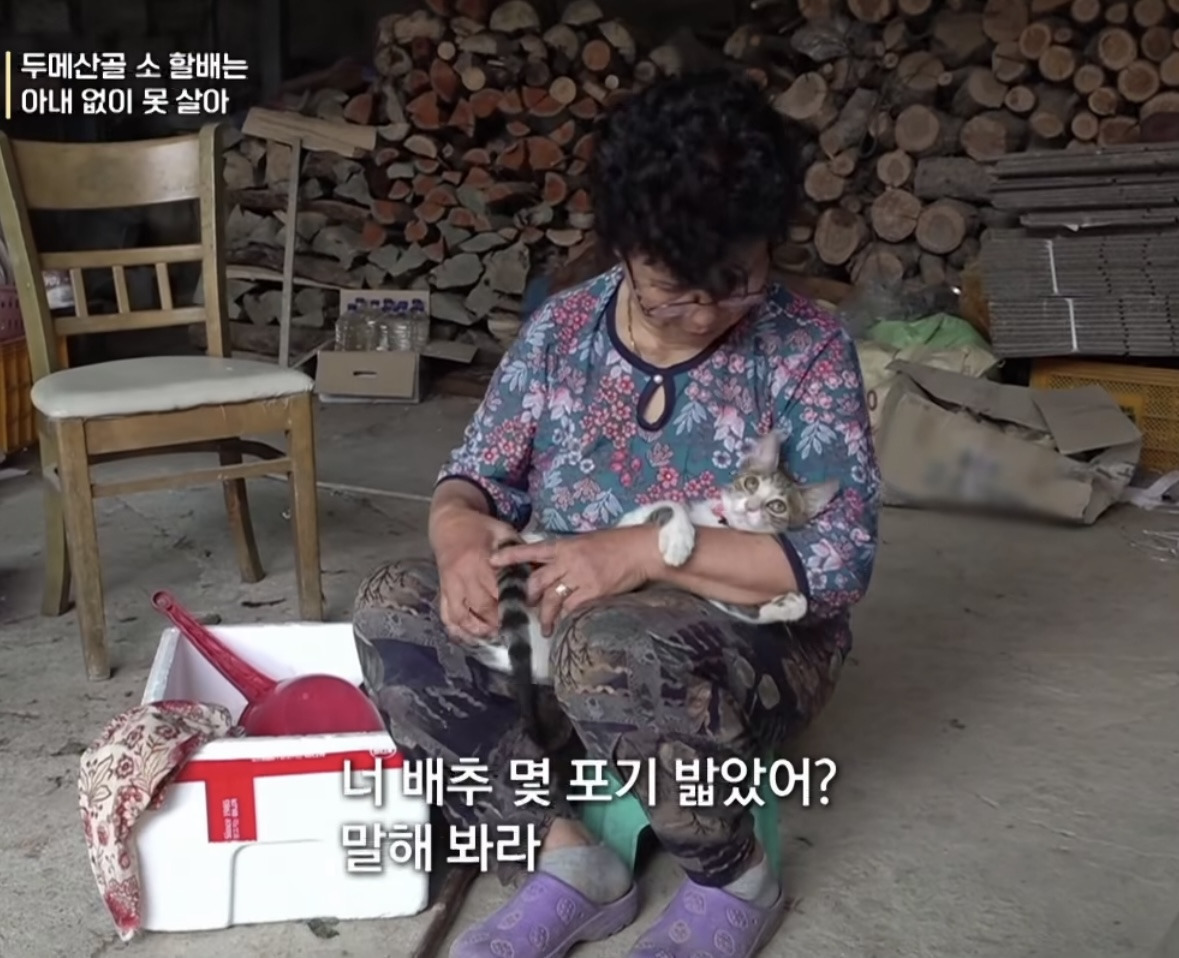 모종 밟고 다니는 고양이 가둬야겠다는 할머니 | 인스티즈