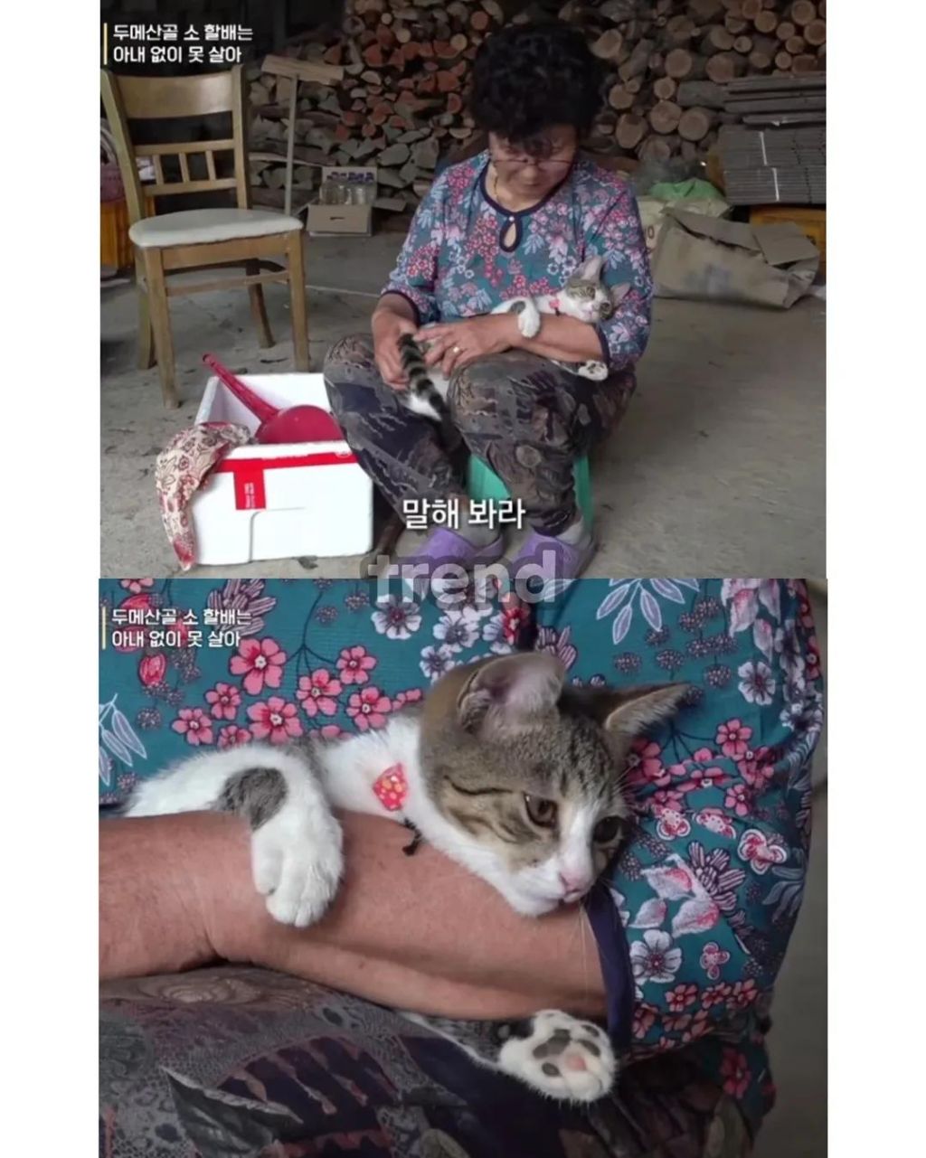 사고뭉치 고양이 결국 가둬둔다는 할머니 | 인스티즈