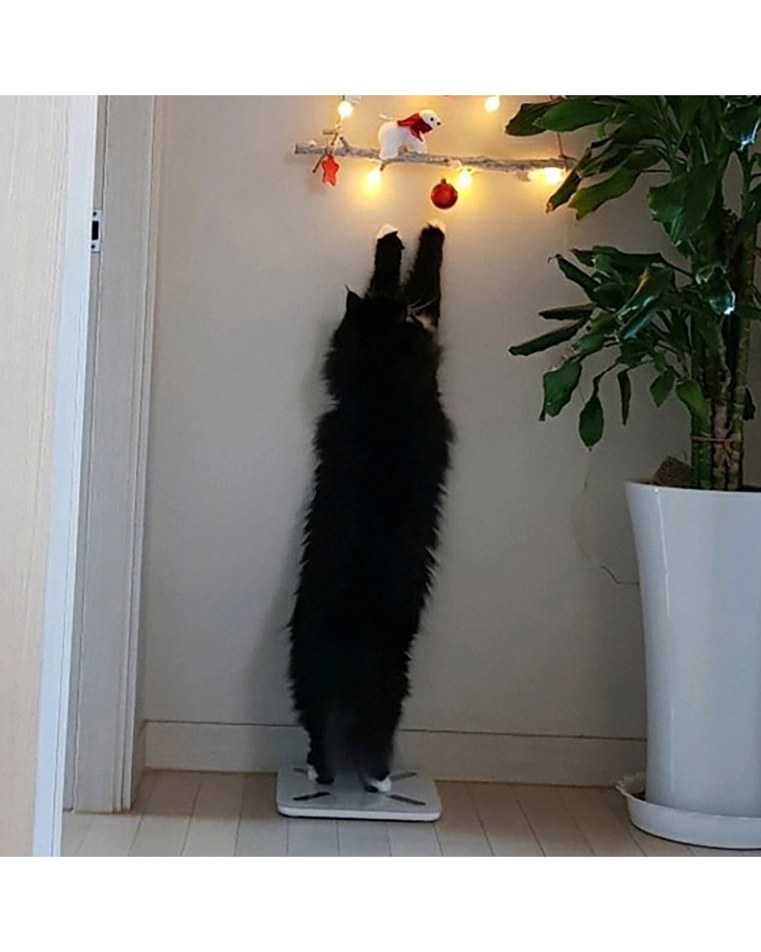 벽에 거는 트리 제품 리뷰 상태.jpg | 인스티즈