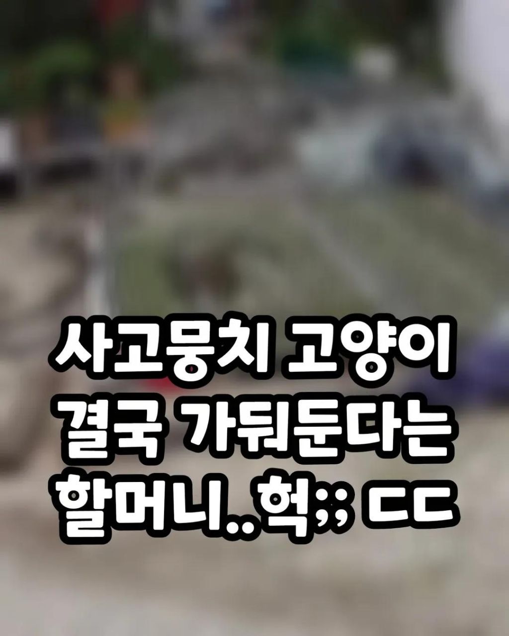 사고뭉치 고양이 결국 가둬둔다는 할머니 | 인스티즈