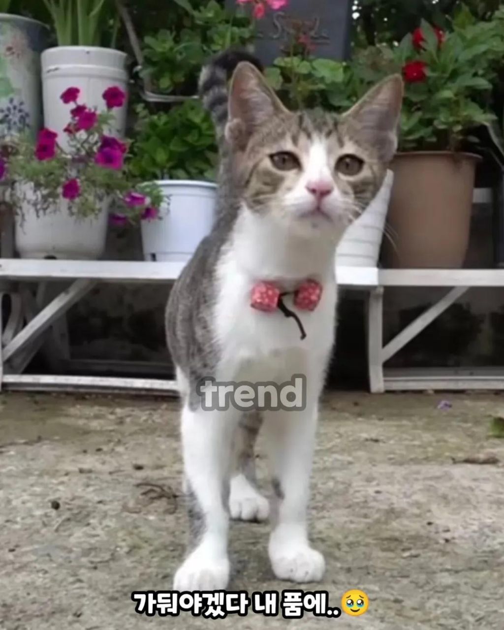 사고뭉치 고양이 결국 가둬둔다는 할머니 | 인스티즈