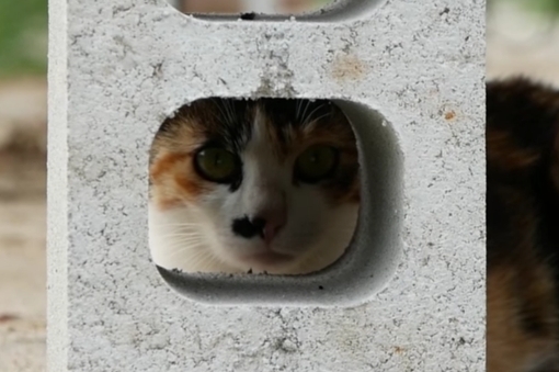 haha ha네 냥이들 질투 모먼트 모음.. | 인스티즈