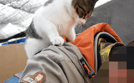 haha ha네 냥이들 질투 모먼트 모음.. | 인스티즈