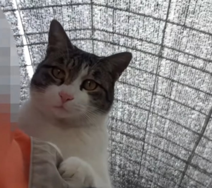 haha ha네 냥이들 질투 모먼트 모음.. | 인스티즈