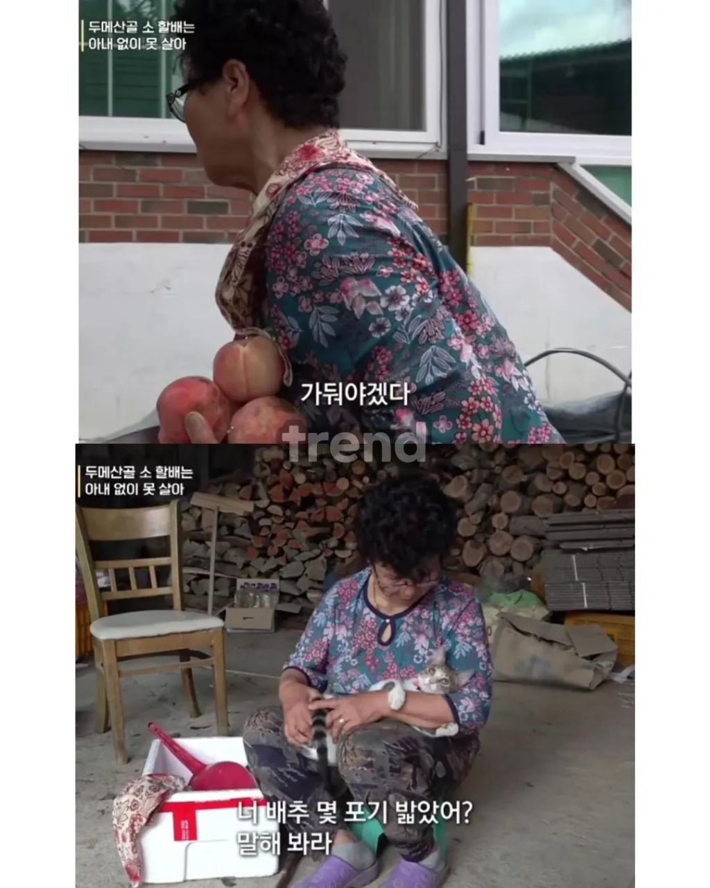 사고뭉치 고양이 결국 가둬둔다는 할머니 | 인스티즈