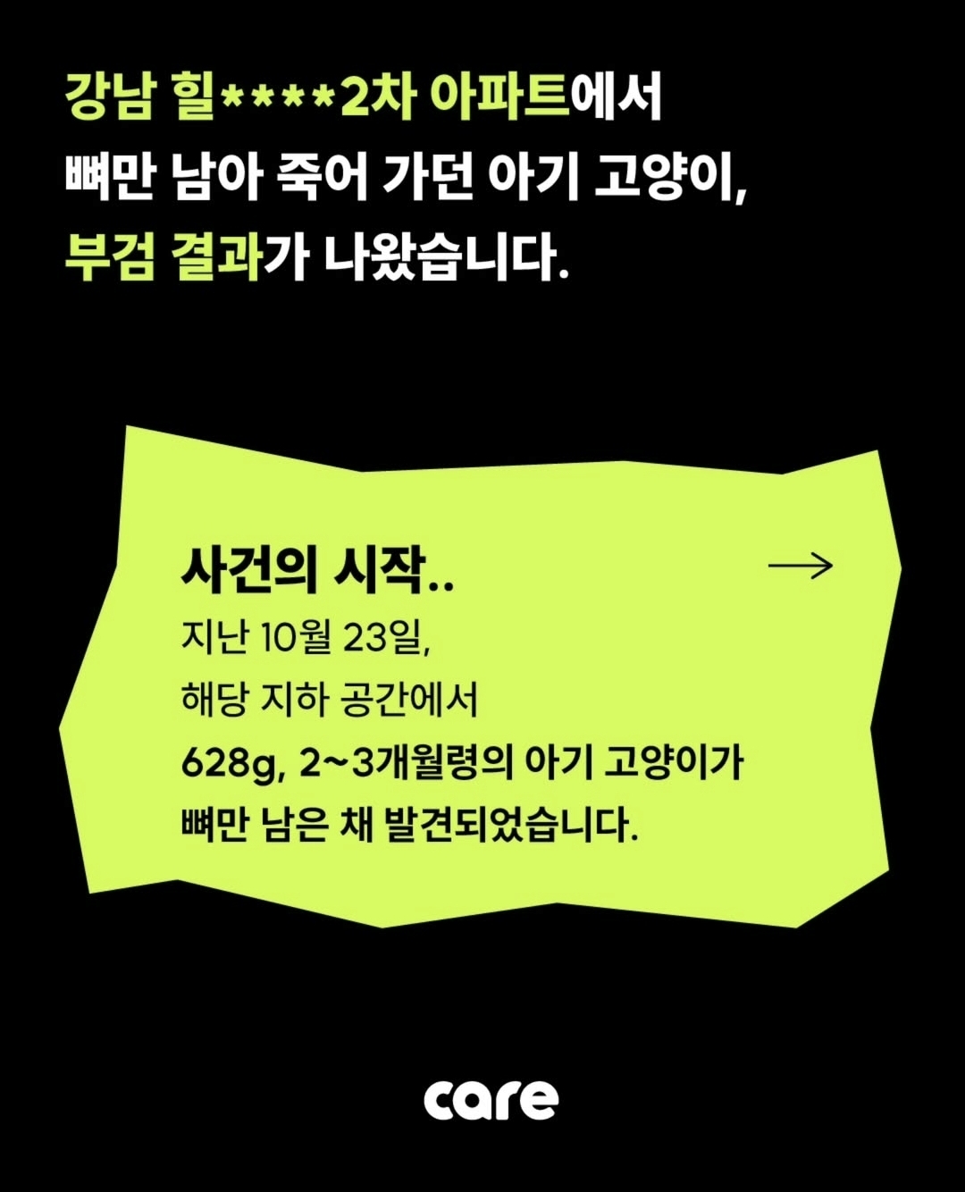 부검한 아기 길고양이 뱃속에는 가는 나뭇가지만.. | 인스티즈