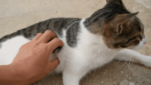 haha ha네 냥이들 질투 모먼트 모음.. | 인스티즈