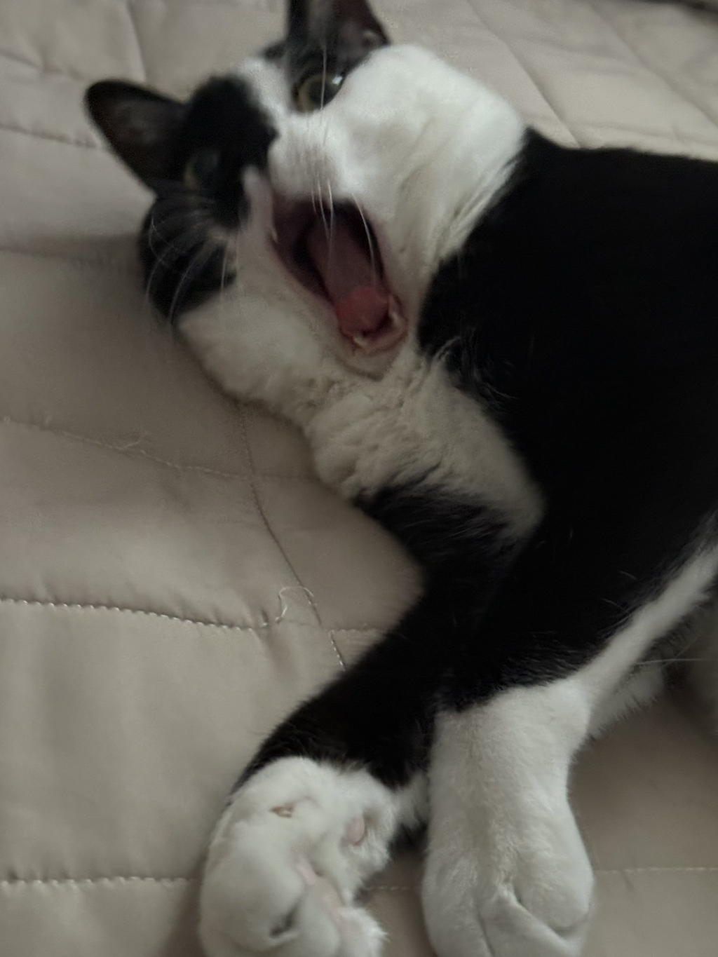 근데 젖소냥이들은 도대체 뭐가 문제임?.jpg | 인스티즈