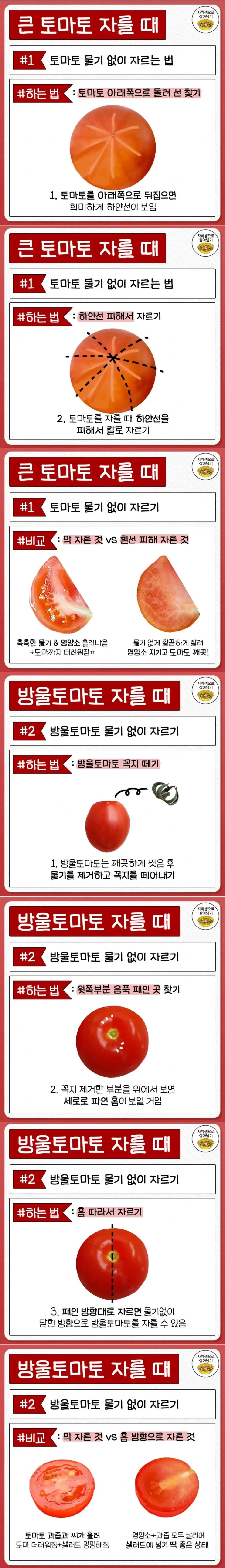 토마토 물기 없이 자르는 방법 | 인스티즈