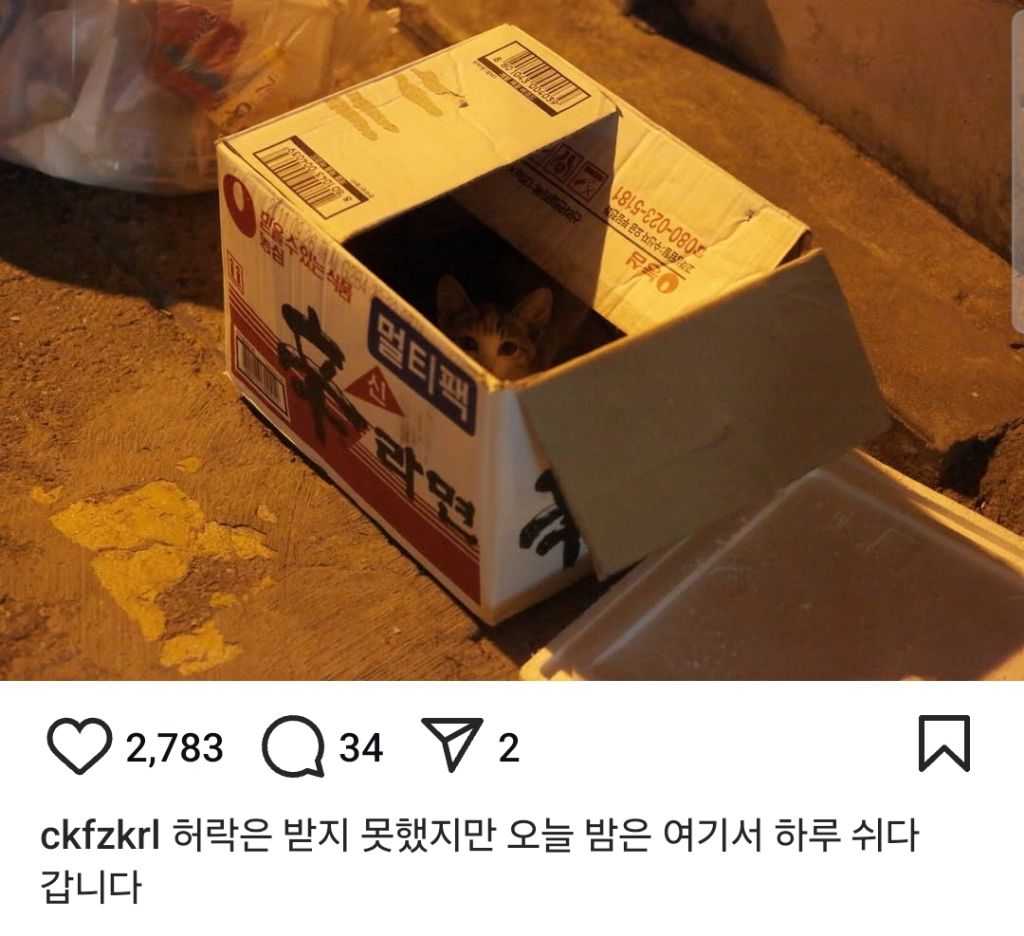 길고양이의 가혹한 겨울나기.. | 인스티즈