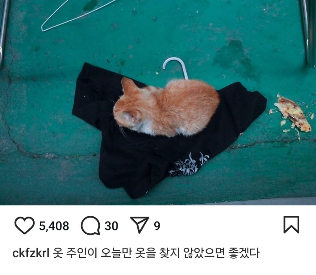 길고양이의 가혹한 겨울나기.. | 인스티즈