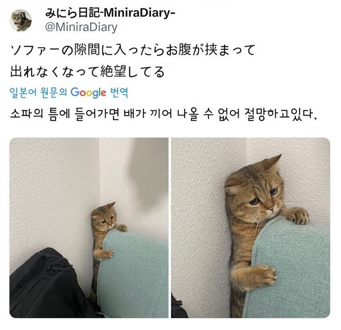 배나온 고양이의 절망 | 인스티즈