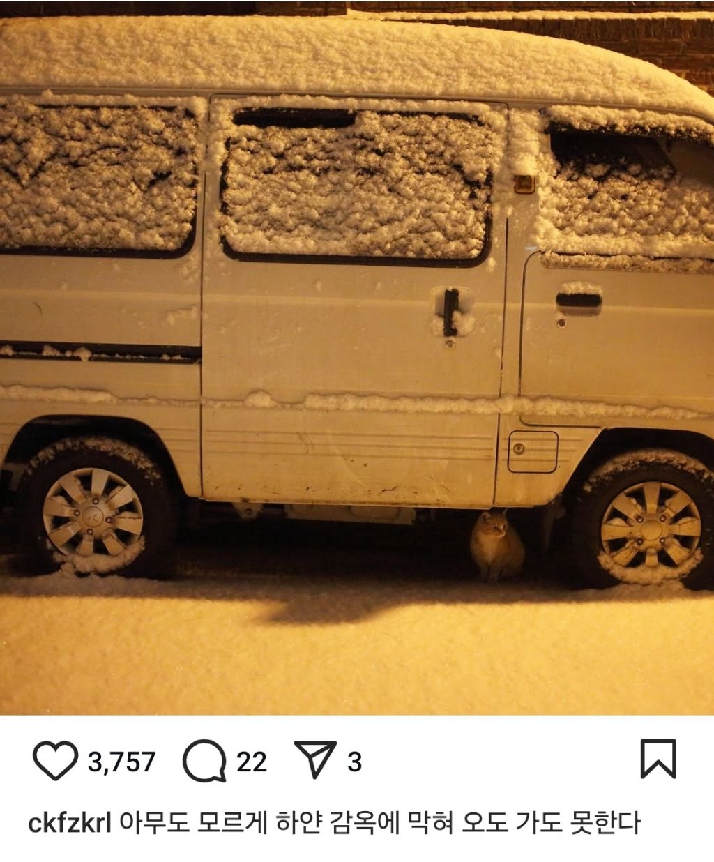 길고양이의 가혹한 겨울나기.. | 인스티즈