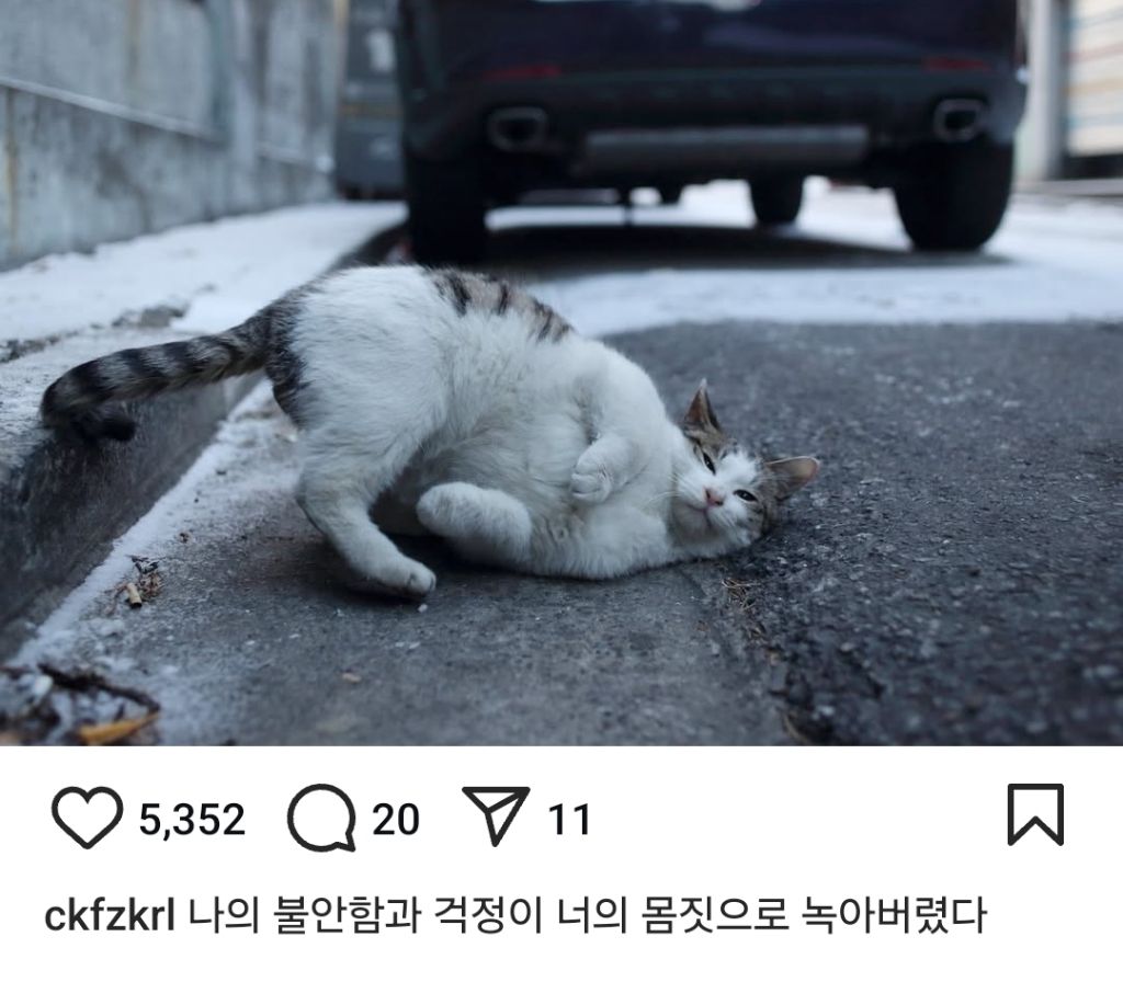 길고양이의 가혹한 겨울나기.. | 인스티즈