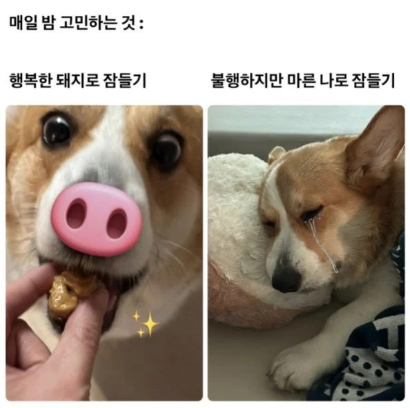 매일 밤 고민하는 것 | 인스티즈