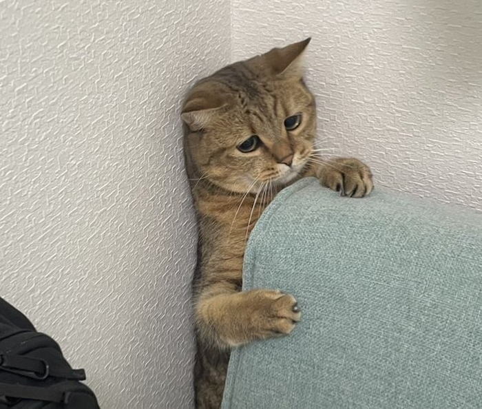 배나온 고양이의 절망 | 인스티즈