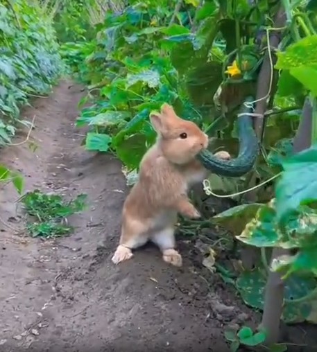 우리 밭에 도둑이 들어왔어요 | 인스티즈