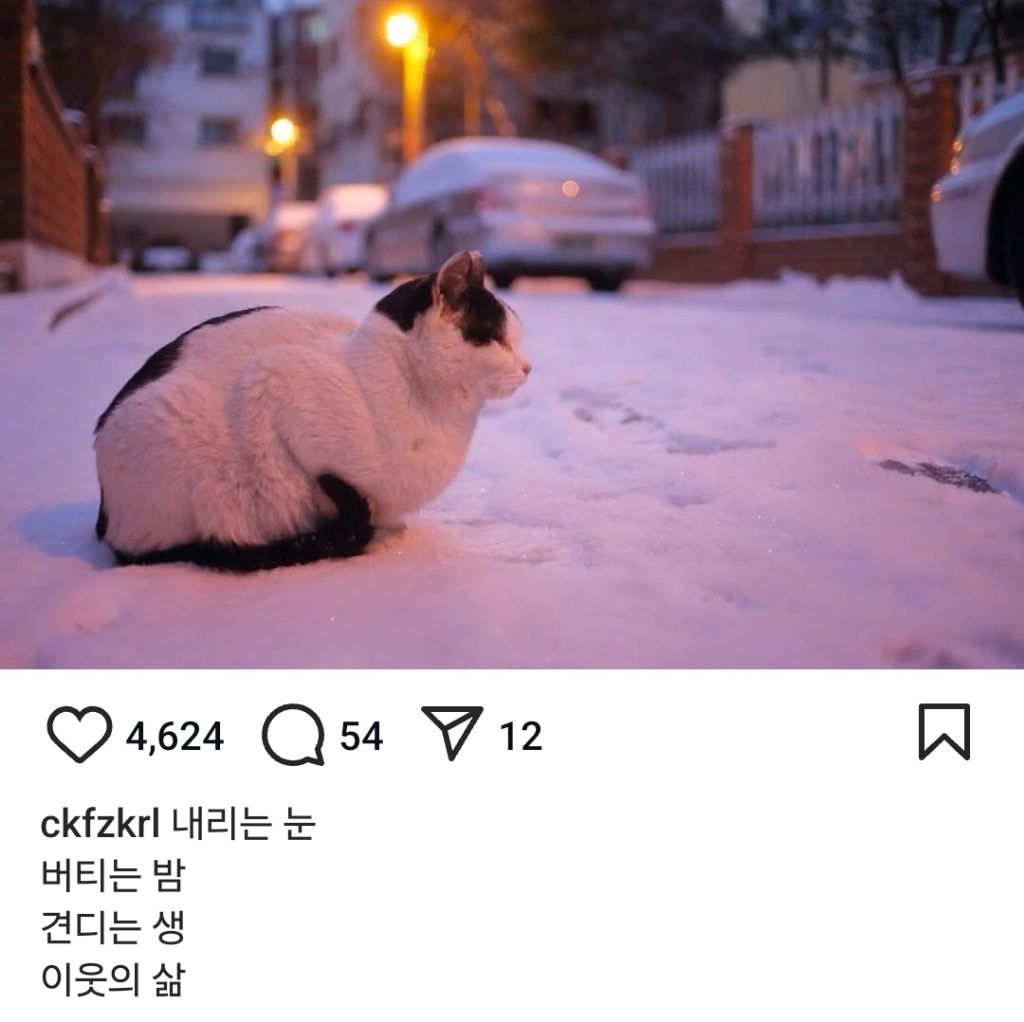 길고양이의 가혹한 겨울나기.. | 인스티즈