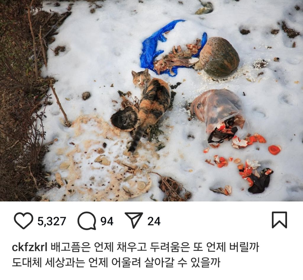 길고양이의 가혹한 겨울나기.. | 인스티즈