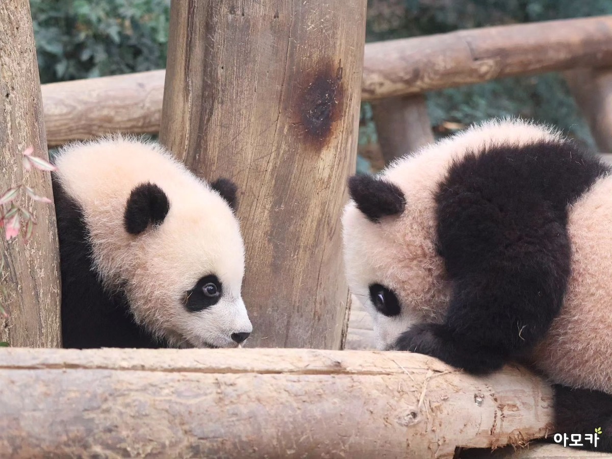 사이좋은 쌍둥바오 | 인스티즈