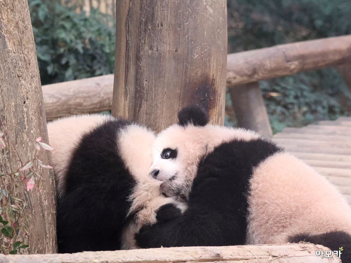 사이좋은 쌍둥바오 | 인스티즈