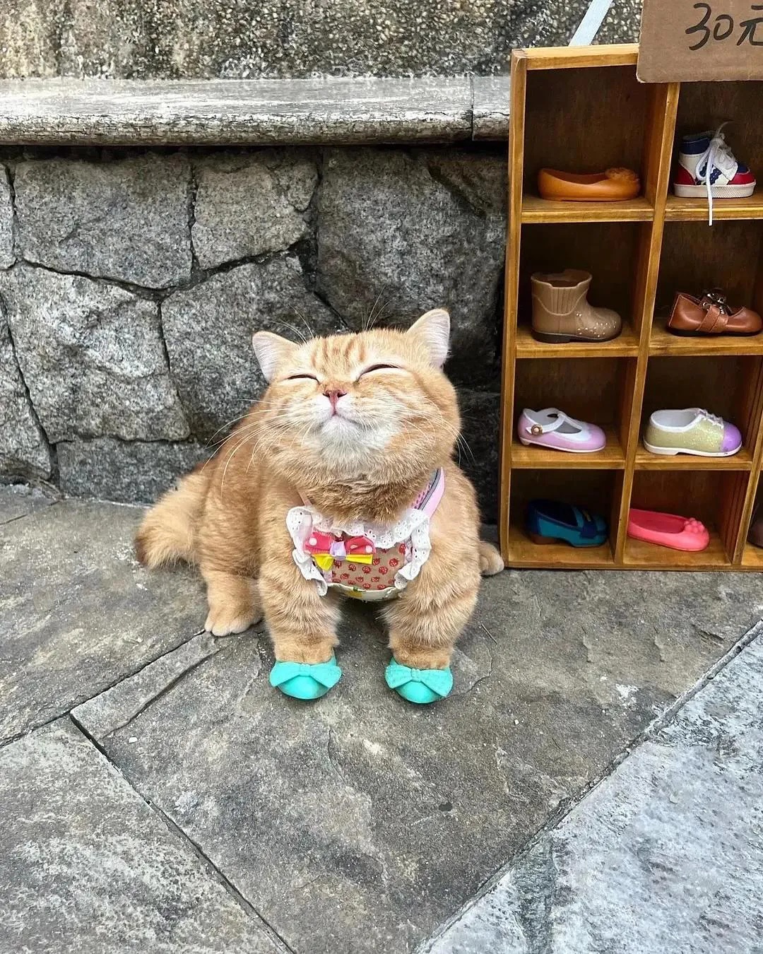 신발 사주니 기분 좋은 뚱냥이 | 인스티즈