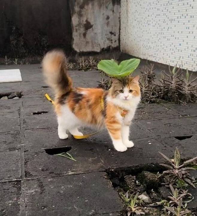 갑자기 비가 내려 만들어준 우산 | 인스티즈