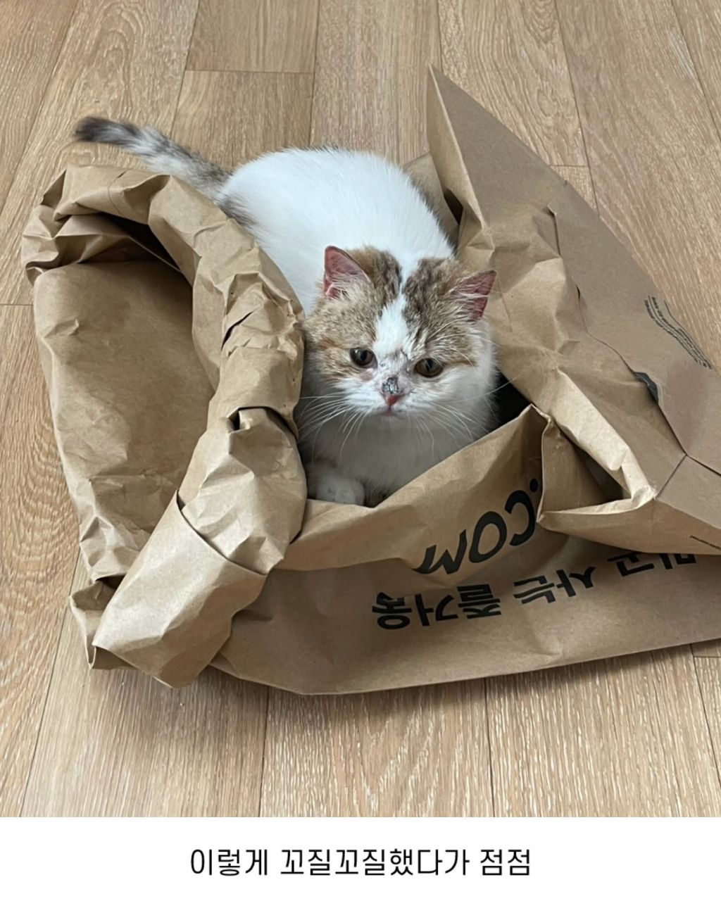 보호소냥이가 집냥이가 된 과정 | 인스티즈