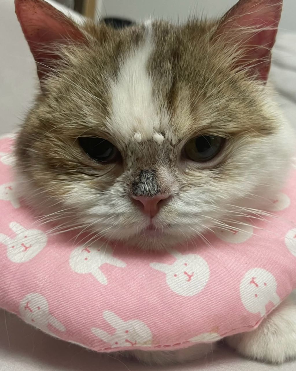 보호소냥이가 집냥이가 된 과정 | 인스티즈