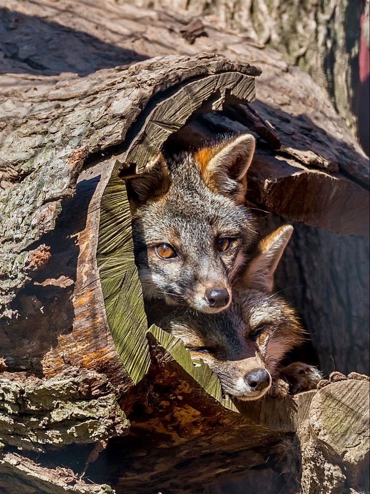 주특기를 가진 여우 | 인스티즈