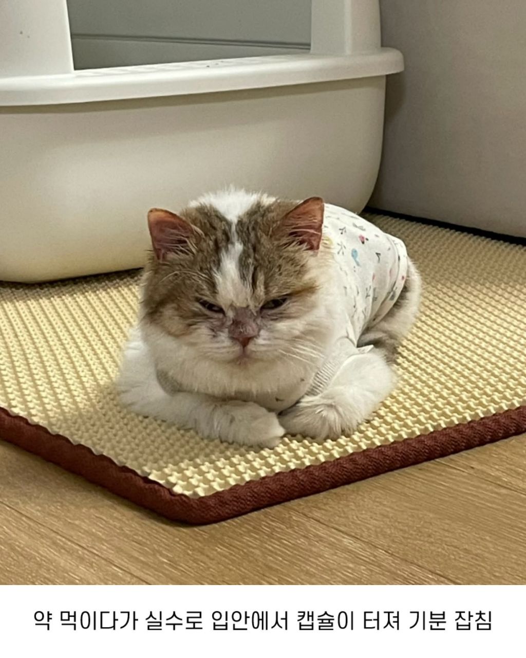 보호소냥이가 집냥이가 된 과정 | 인스티즈