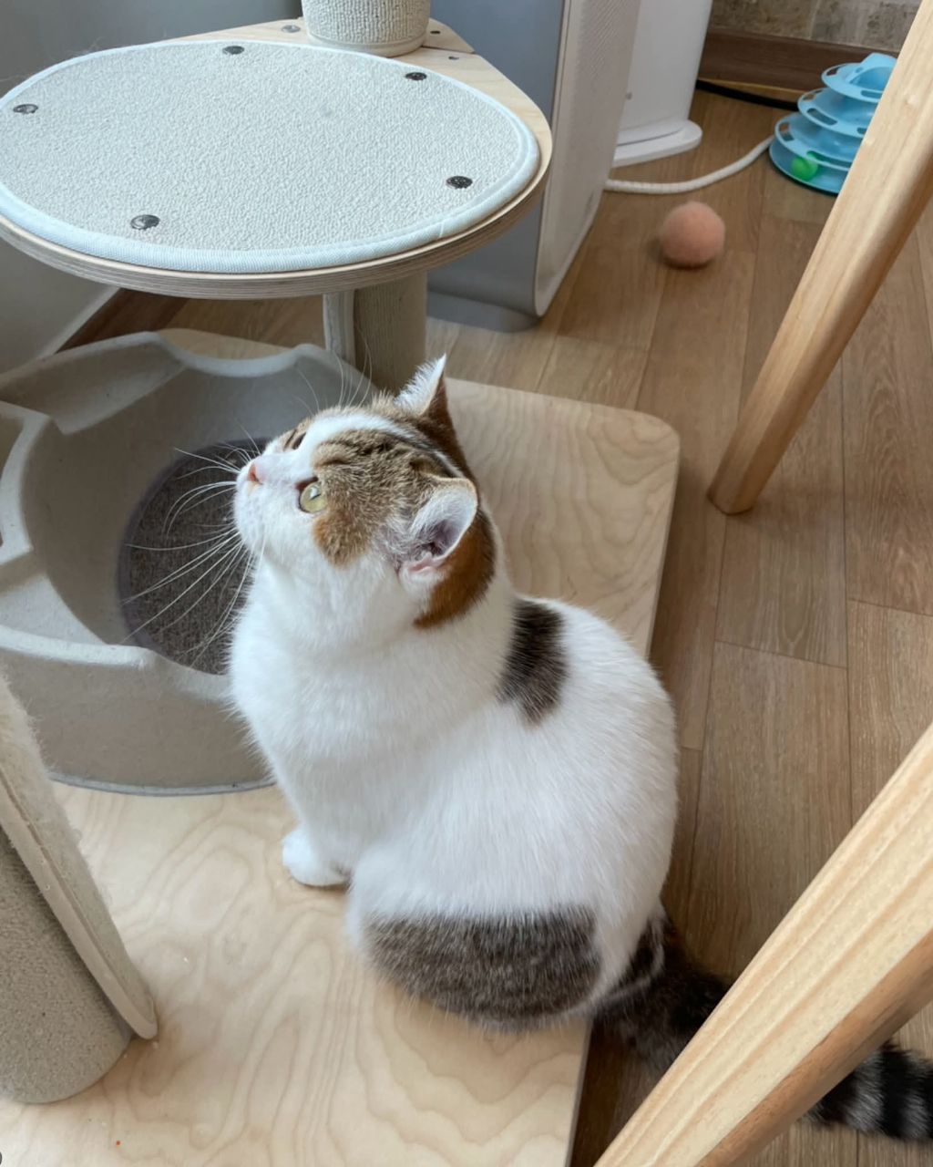 보호소냥이가 집냥이가 된 과정 | 인스티즈