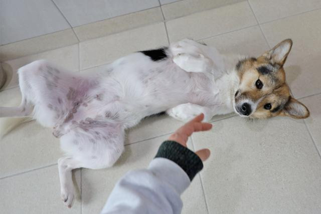 호미로 맞고 농수로에 버려졌어도 사람의 손길을 기다리는 '포근이' | 인스티즈