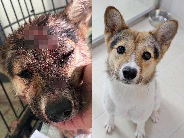 호미로 맞고 농수로에 버려졌어도 사람의 손길을 기다리는 '포근이' | 인스티즈