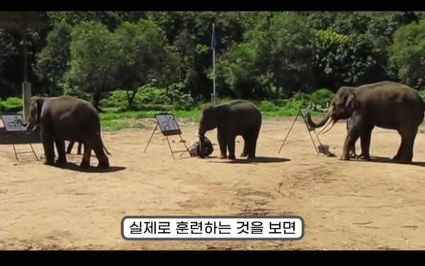 그림그리는 천재 코끼리.gif | 인스티즈