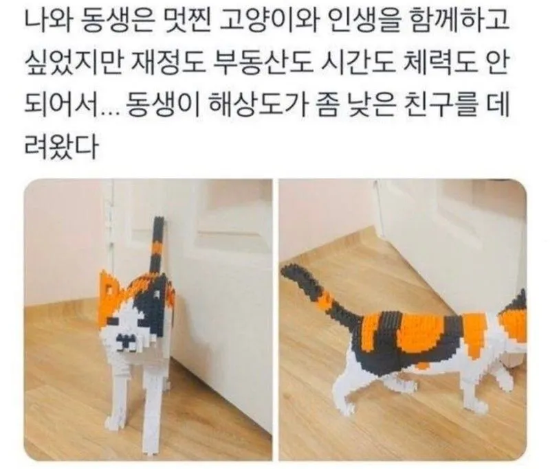 동생이 어디선가 수상한 고양이를 데려왔다 | 인스티즈