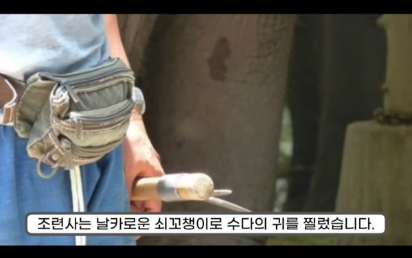 그림그리는 천재 코끼리.gif | 인스티즈