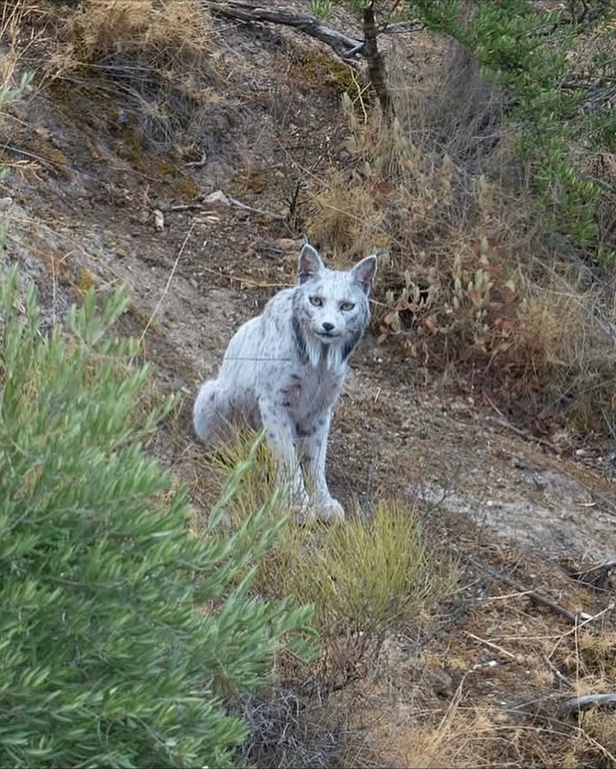 며칠전 세계 최초로 발견된 동물 | 인스티즈