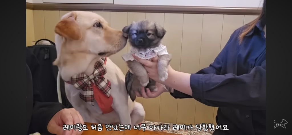 추운겨울 잠깐이라도 강아지 임시보호를 해주자 ㅜㅜ! | 인스티즈